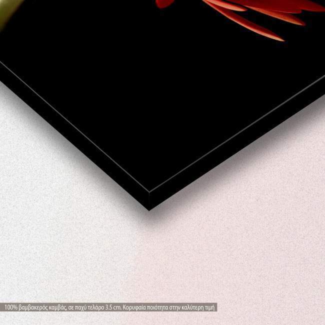 Canvas print, Red daisy, detail
