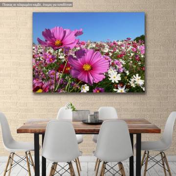 Canvas print, Pink cosmos