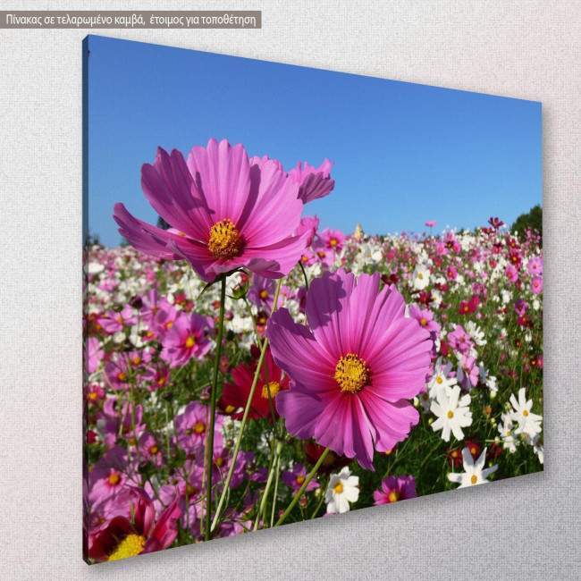 Pink cosmos, πίνακας σε καμβά, κοντινό