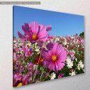 Canvas print, Pink cosmos, side