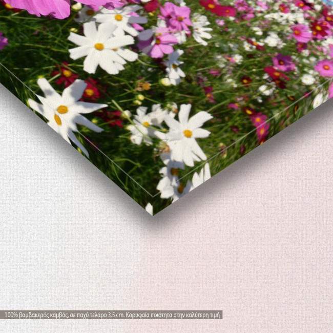 Canvas print, Pink cosmos, detail