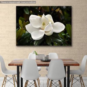 Canvas print, Magnolia