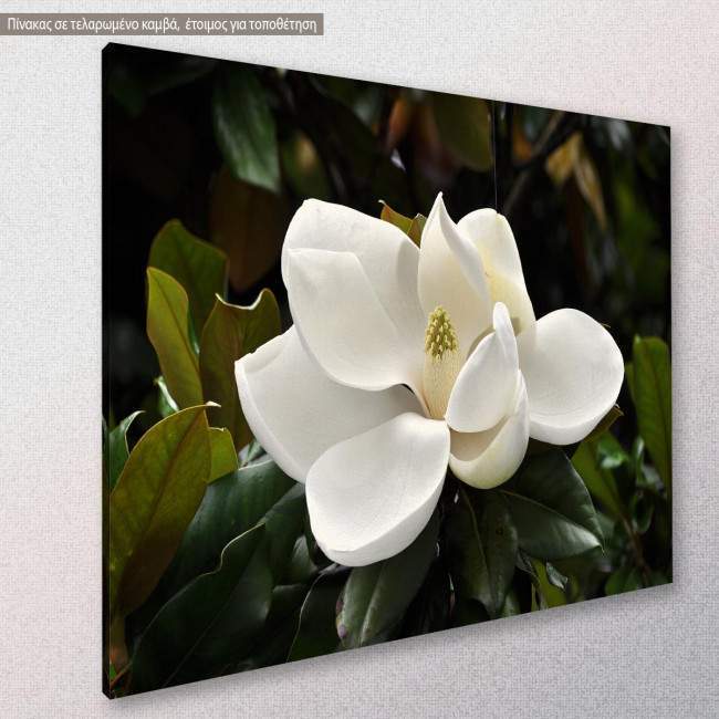 Canvas print, Magnolia, side