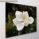 Canvas print, Magnolia, side