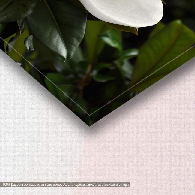 Magnolia, πίνακας σε καμβά, λεπτομέρεια