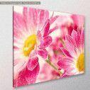 Canvas print, Two pink daisy - gerbera, side