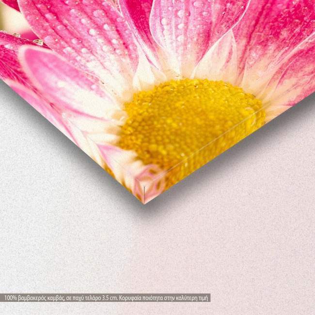 Two pink daisy-gerbera, πίνακας σε καμβά, λεπτομέρεια