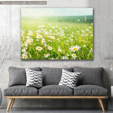 Canvas print, Field of daisy flowers