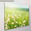 Canvas print, Field of daisy flowers, side