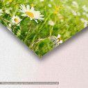 Field of daisy flowers, πίνακας σε καμβά, λεπτομέρεια