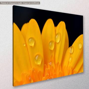 Πίνακας σε καμβά Μαργαρίτα, Yellow gerbera 2