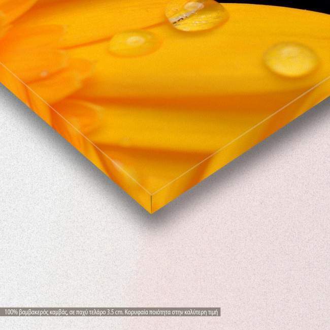 Canvas print, Yellow gerbera, detail