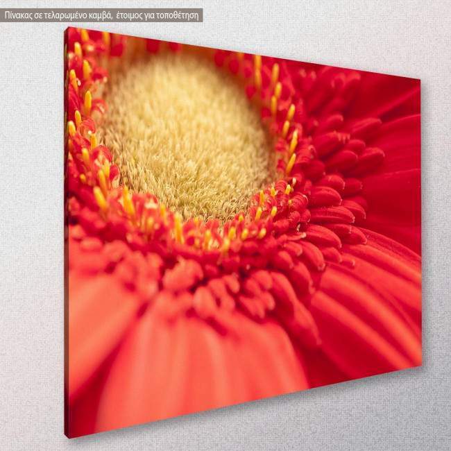Heart of red gerbera, πίνακας σε καμβά, κοντινό