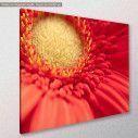 Heart of red gerbera, πίνακας σε καμβά, κοντινό