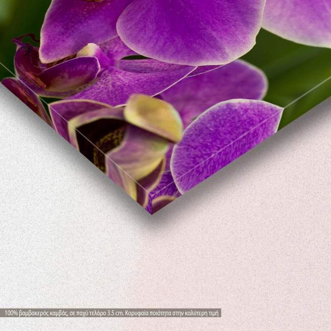 Πίνακας σε καμβά Ορχιδέες, Orchid