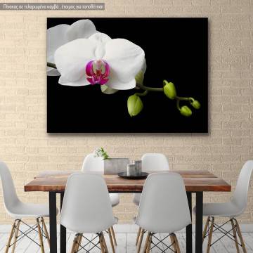Canvas print Orchid sprout