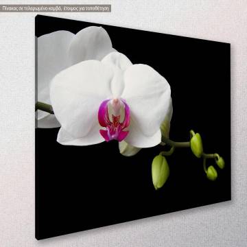 Canvas print Orchid sprout 2