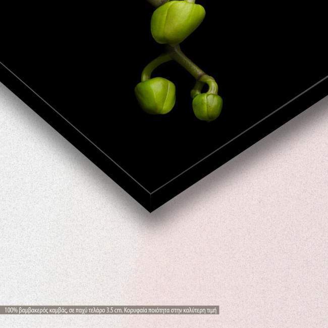 Canvas print Orchid sprout, detail