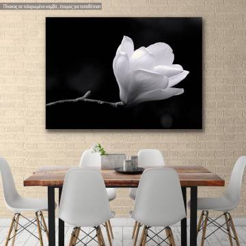 Πίνακας σε καμβά Μανόλια, Black and white magnolia