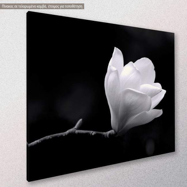 Black and white magnolia, πίνακας σε καμβά, κοντινό