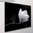 Canvas print Black and white magnolia, side