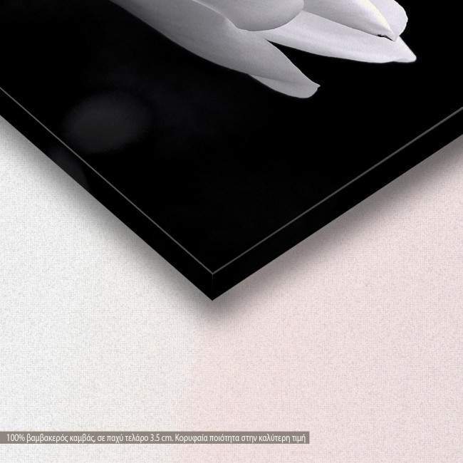 Canvas print Black and white magnolia, detail