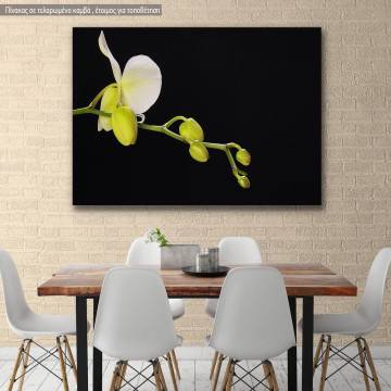 Canvas print Orchid on black background