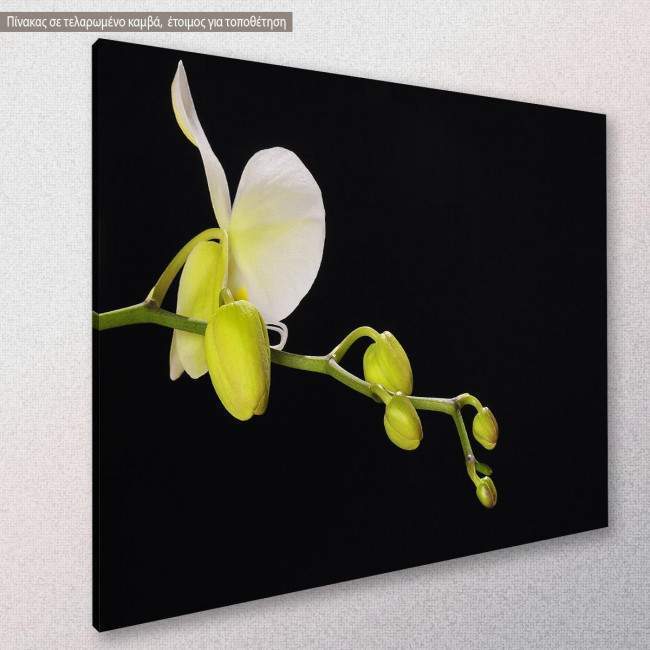 Canvas print Orchid on black background, side