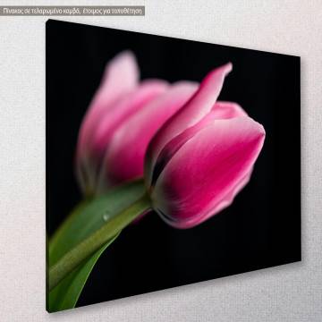 Πίνακας σε καμβά Τουλίπα, Tulips with black background 2