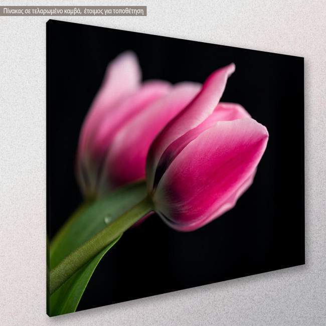 Tulips with black background, πίνακας σε καμβά, κοντινό