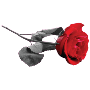 Wall stickers Red rose 2