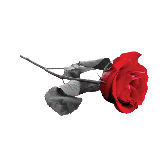 Wall stickers Red rose