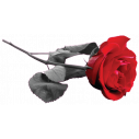 Τριαντάφυλο Φωτορεαλιστικό, αυτοκόλλητο τοίχου , κοντινό