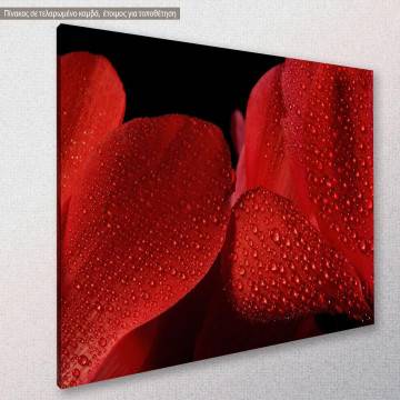Canvas print Wet cyclamen flower 2