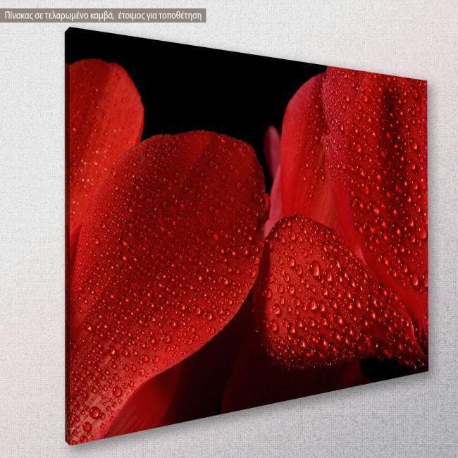 Canvas print Wet cyclamen flower, side