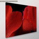 Canvas print Wet cyclamen flower, side