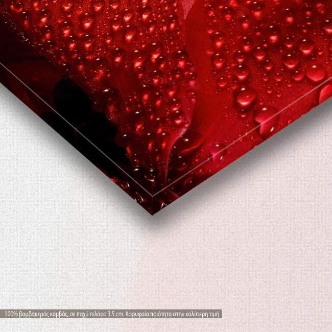 Wet cyclamen flower, πίνακας σε καμβά, λεπτομέρεια