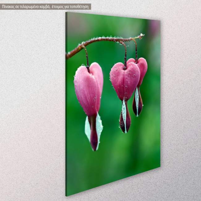 Pink bleeding heart, πίνακας σε καμβά, κοντινό