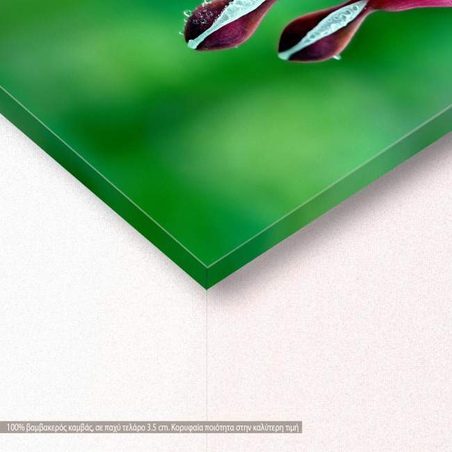 Canvas print Pink bleeding heart, detail