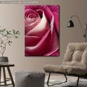 Canvas print Rose, Single pink rose