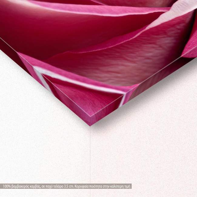 Canvas print Rose, Single pink rose, side