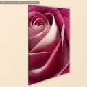 Canvas print Rose, Single pink rose, detail