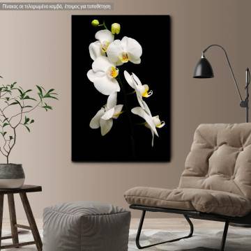 Canvas print Orchidaceae Phalaenopsis