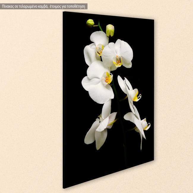 Orchidaceae Phalaenopsis, πίνακας σε καμβά, κοντινό