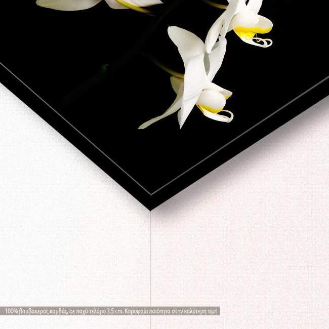Canvas print Orchidaceae Phalaenopsis, detail