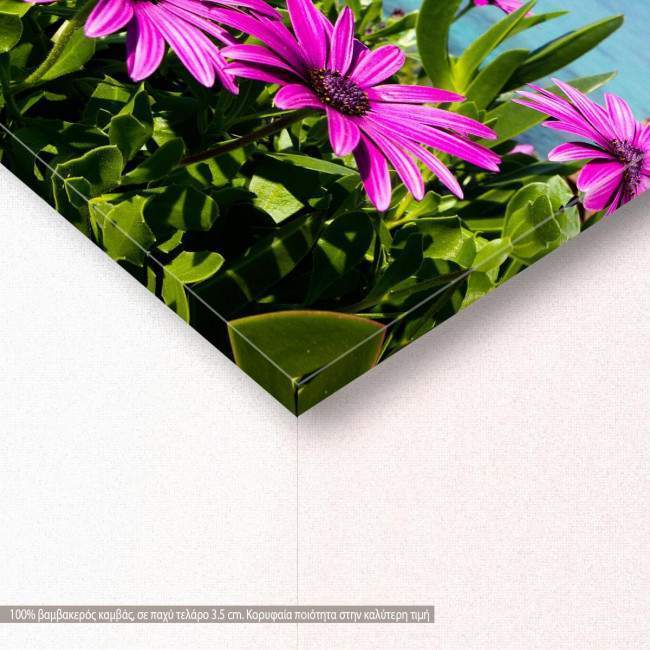 Canvas print Purple wild flowers on beach, detail