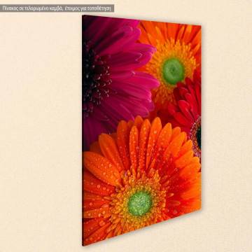 Canvas print Daisy-gerbera background View 1 2