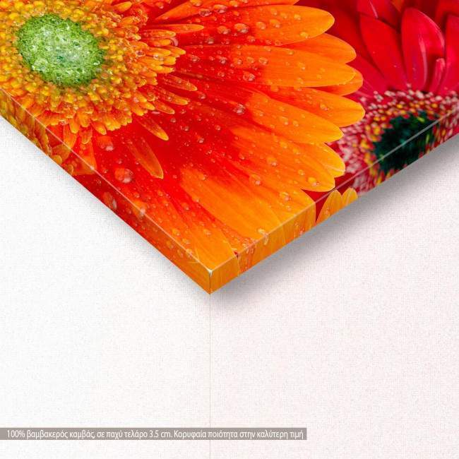 Daisy-gerbera background, πίνακας σε καμβά, λεπτομέρεια