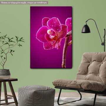 Canvas print Mini orchid on pink background