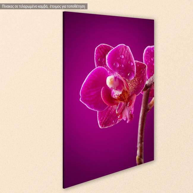 Canvas print Mini orchid on pink background, side